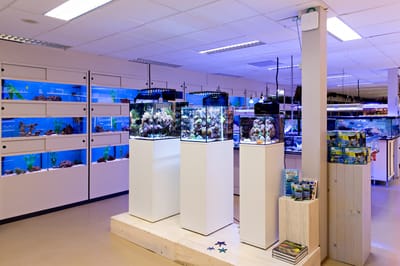 Op zoek naar een echte zeewater aquarium speciaalzaak in Midden Nederland regio Utrecht? Dan bent u bij Diebo in Nieuwegein aan het juiste adres voor alles voor uw zoutwater aquarium. Van zeewater osmose filter tot de grootste koralen vindt u bij deze grote zoutwater specialist in Nieuwegein