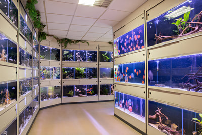 Aquarium vissen in je ADA aquascape aquarium? Laat je adviseren bij aquarium speciaalzaak Diebo in Nieuwegein. Een van de grootste aquarium winkels van Midden Nederland omgeving Utrecht 